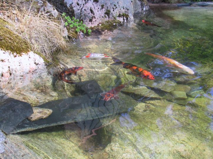 [Niina's koi carps]